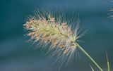 Смотреть изображение Pennisetum villosum