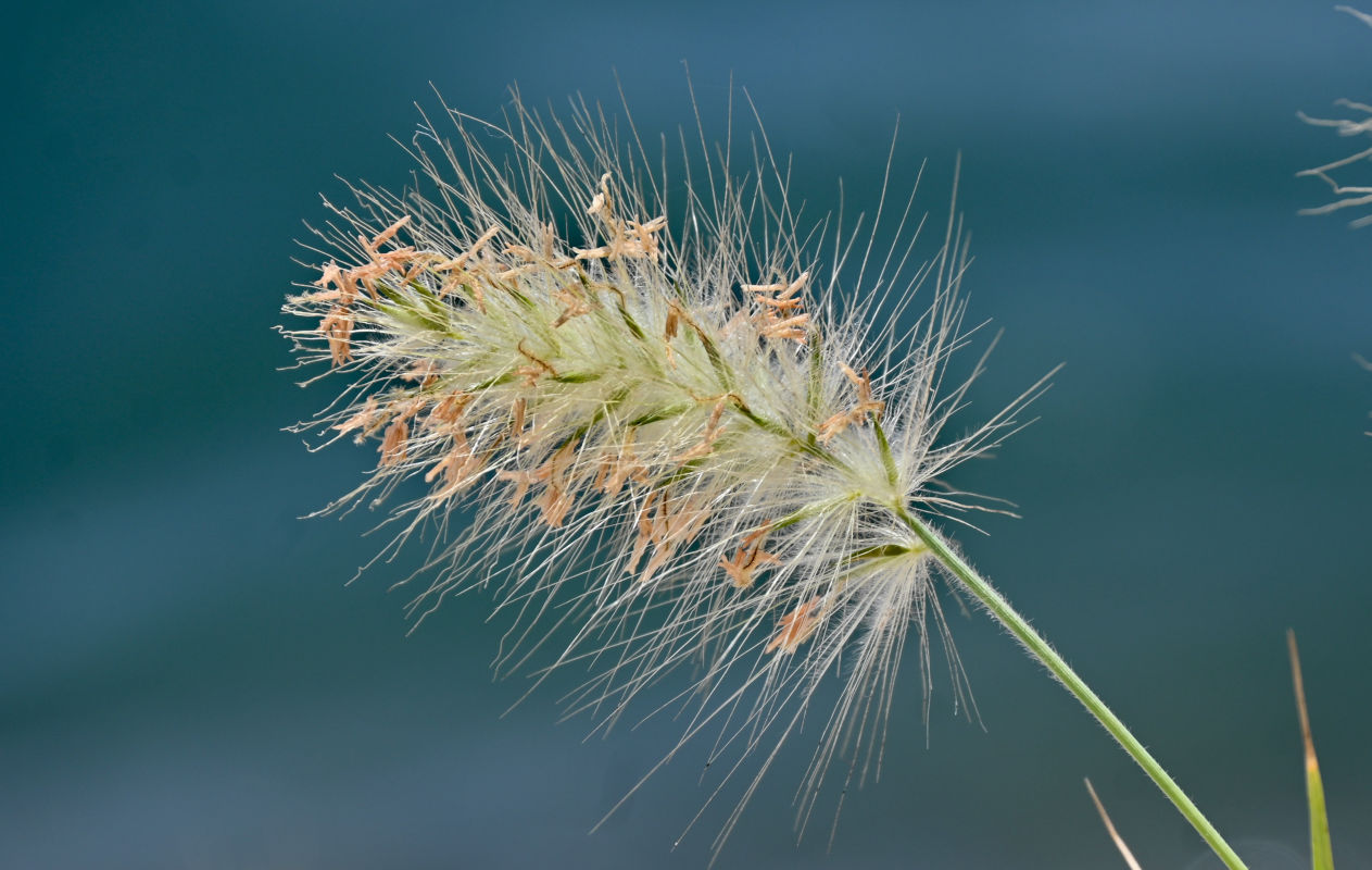 Изображение особи Pennisetum villosum.