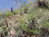 Nepeta podostachys