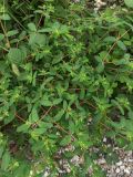 род Euphorbia