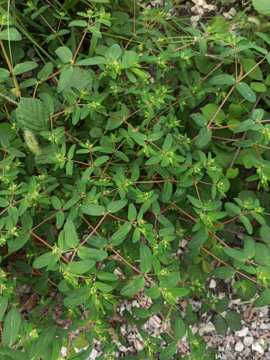 Image of genus Euphorbia specimen.