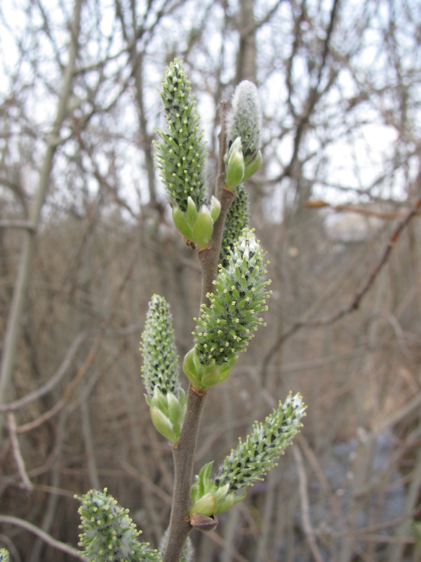 Image of Salix cinerea specimen.