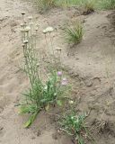 Jurinea cyanoides. Растения с соцветиями на разных стадиях развития. Ульяновская обл., Мелекесский р-н, окр. с. Лебяжье, сосновый бор на дюнах, вырубка под ЛЭП. 09.07.2024.