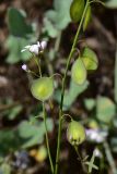 семейство Brassicaceae. Соплодие. Турция, ил Артвин, р-н Юсуфели, 450 м ниже дер. Гюльпынар, выс. 1520 м н.у.м., каменистый склон. 13 июня 2026 г.