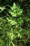 Heracleum sibiricum. Нижний лист. Беларусь, Витебская обл., окр. дер. Местечко, мыс на побережье оз. Езерище, разнотравно-злаковый суходольный луг. 18.07.2026.
