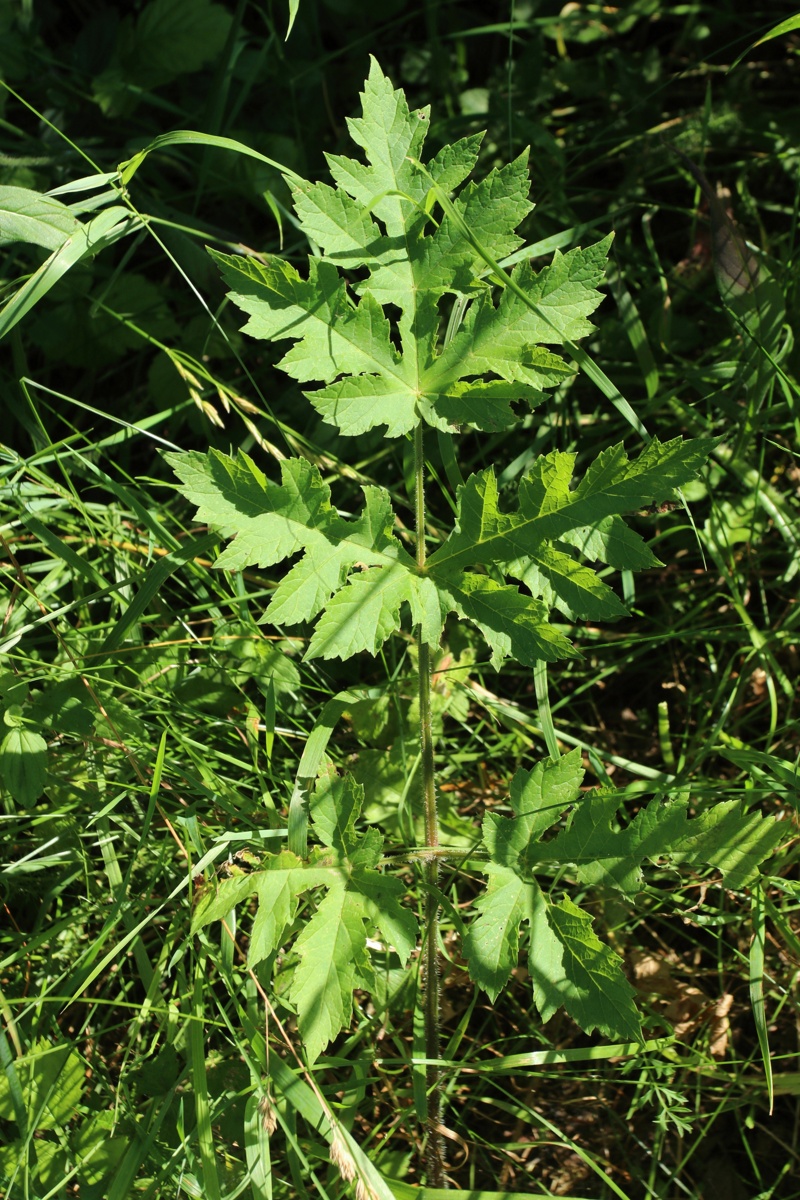 Image of Heracleum sibiricum specimen.