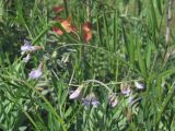 Vicia tenuissima. Побеги с соцветиями. Южный Берег Крыма, окр. пгт Симеиз. 18 мая 2011 г.