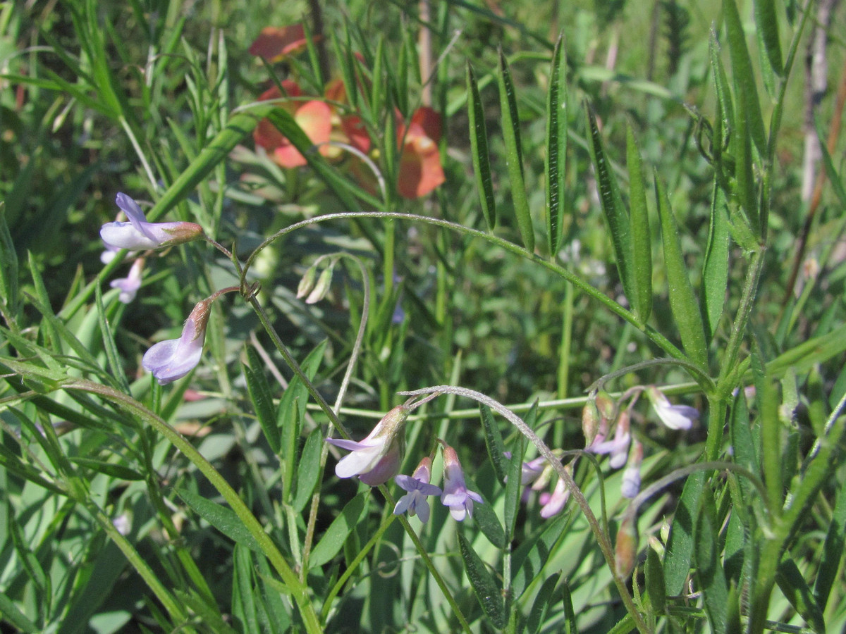 Image of Vicia tenuissima specimen.