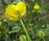 Ranunculus polyanthemos