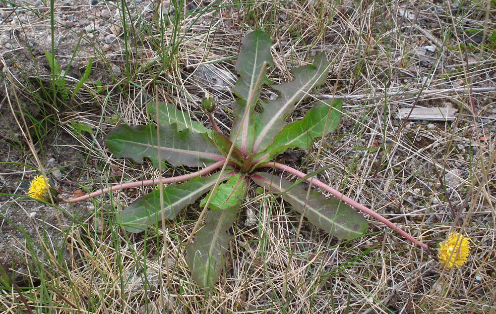 Изображение особи род Taraxacum.