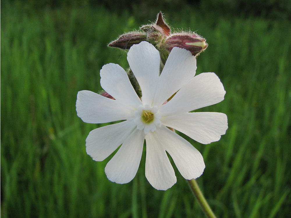 Image of Melandrium album specimen.