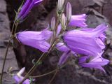 Campanula hohenackeri