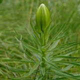 Lilium kesselringianum