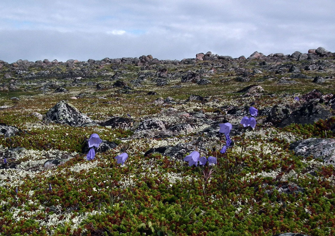 Image of Campanula rotundifolia specimen.