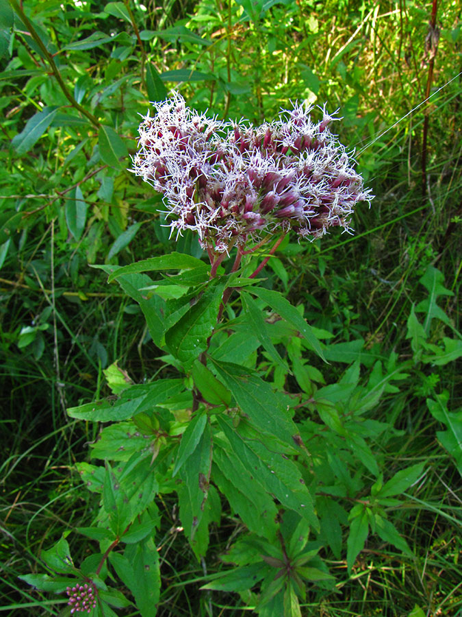 Изображение особи Eupatorium cannabinum.