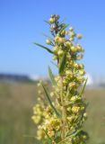 Artemisia dracunculus