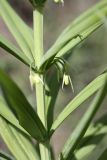 Polygonatum sewerzowii. Часть побега с распускающимися цветками. Таджикистан, склоны гор Рангон, высота ~1300 м. н.у.м. 13.04.2011.