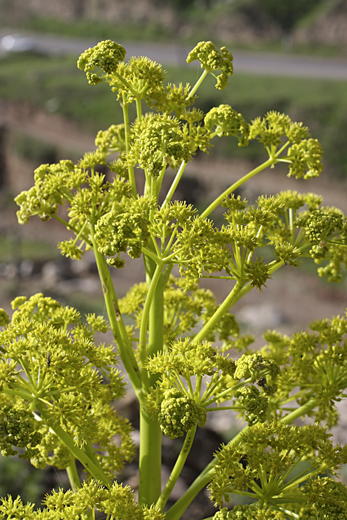 Изображение особи Ferula tadshikorum.