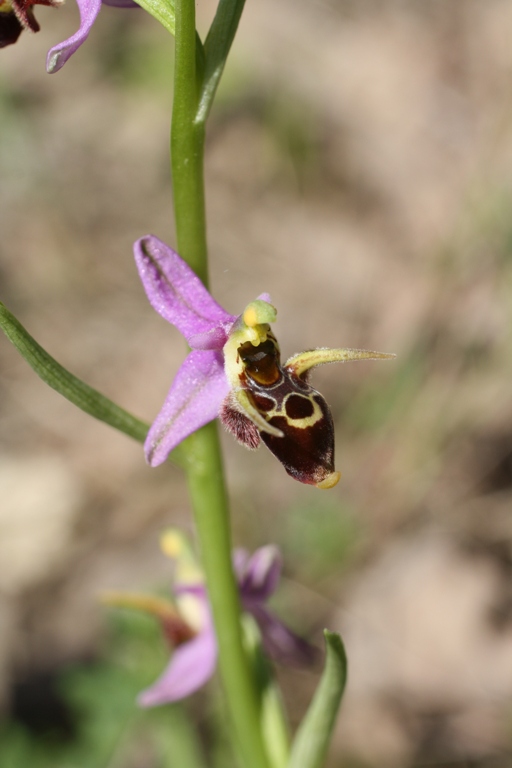 Изображение особи Ophrys oestrifera.