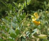 Colutea cilicica