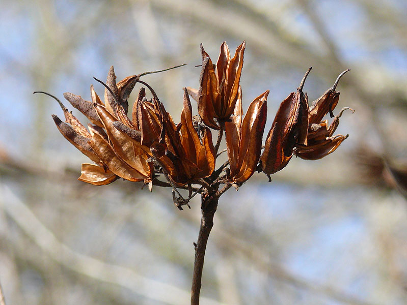 Image of Rhododendron luteum specimen.