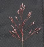 Image of taxon representative. Author is Мария Прозорова