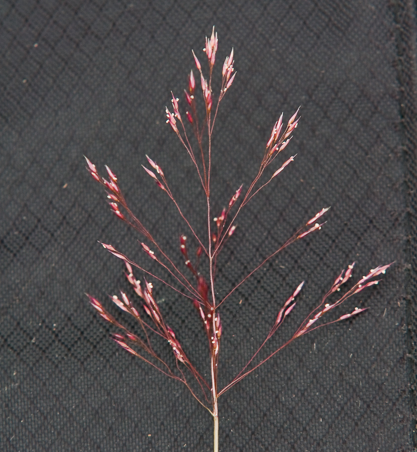 Image of Agrostis geminata specimen.