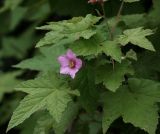 Rubus odoratus