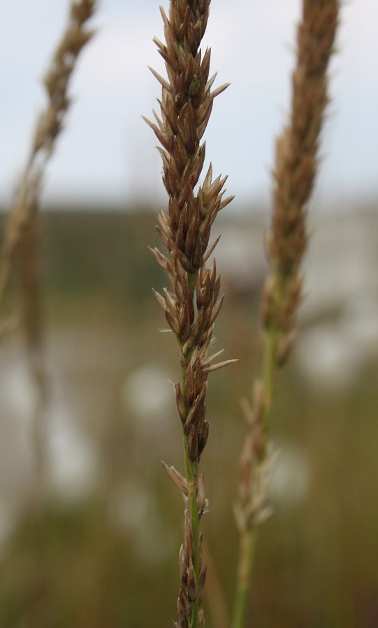 Image of Calamagrostis neglecta specimen.