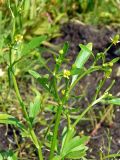 Ranunculus sceleratus