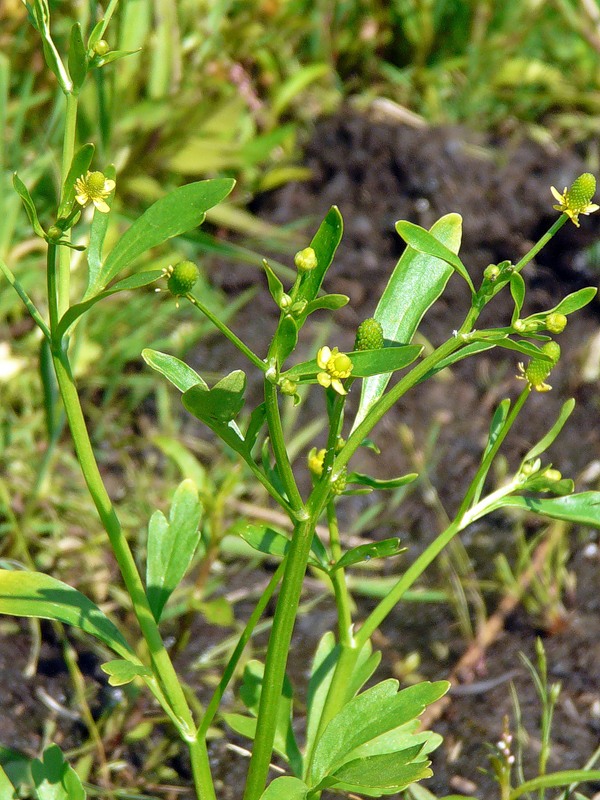 Image of Ranunculus sceleratus specimen.