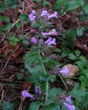 Clinopodium menthifolium. Верхушка цветущего растения. Испания, Страна Басков, Арратия, берег водохранилища. Ноябрь 2011 г.