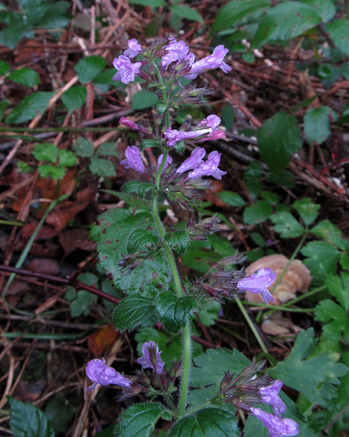 Изображение особи Clinopodium menthifolium.