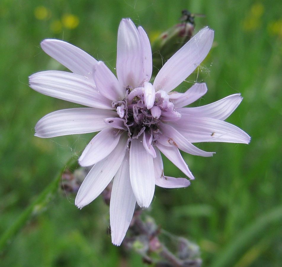 Image of Scorzonera purpurea specimen.