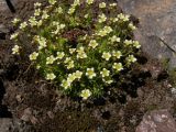 Saxifraga adenophora