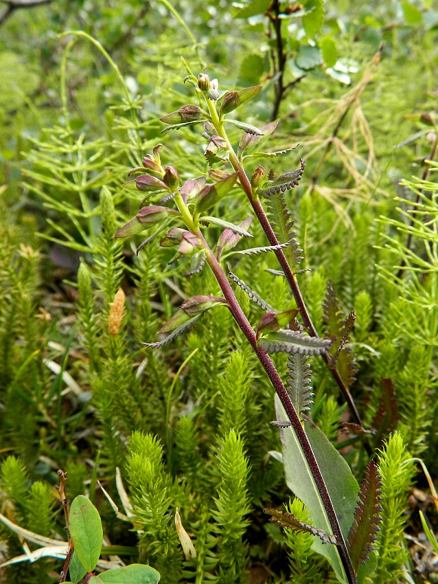 Image of Pedicularis lapponica specimen.