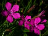 Dianthus deltoides