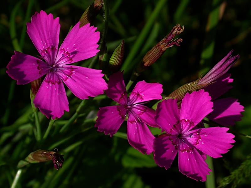 Гвоздика лесная. Гвоздика травянка Полевая. Гвоздика травянка (Dianthus deltoides). Гвоздика-травянка (Лесная, дельтовидная). Гвоздика травянка Лесная.