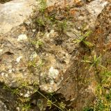 Galium aparine