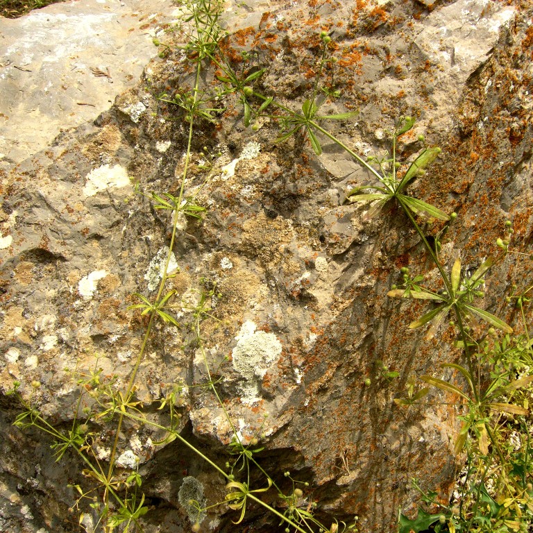 Изображение особи Galium aparine.