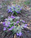 Pulsatilla turczaninovii