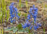 Corydalis ambigua