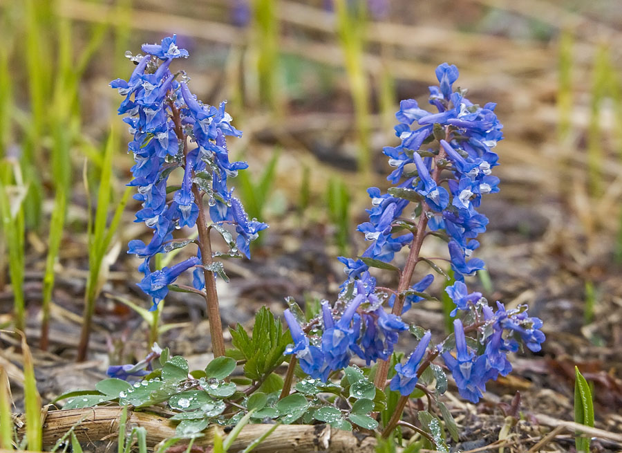 Image of Corydalis ambigua specimen.