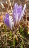 Crocus reticulatus. Цветки. Черноморское побережье Кавказа, Новороссийск, у мыса Мысхако, фисташково-дубовое редколесье. 9 марта 2012 г.