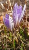 Crocus reticulatus