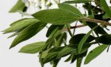 Spiraea × cinerea. Молодые побеги. Германия, г. Кемпен, в парке. 06.04.2012.
