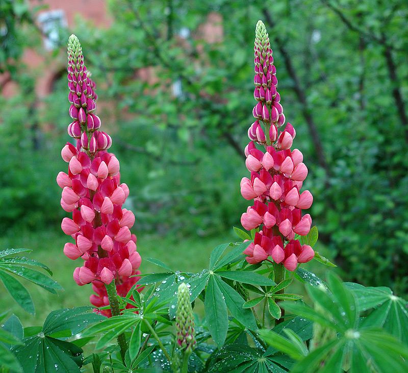 Image of Lupinus &times; regalis specimen.