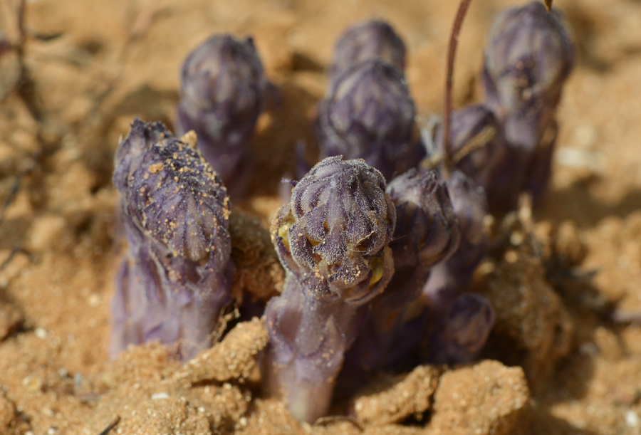 Image of Orobanche cernua specimen.