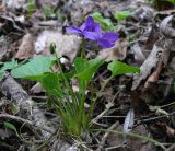 Viola odorata