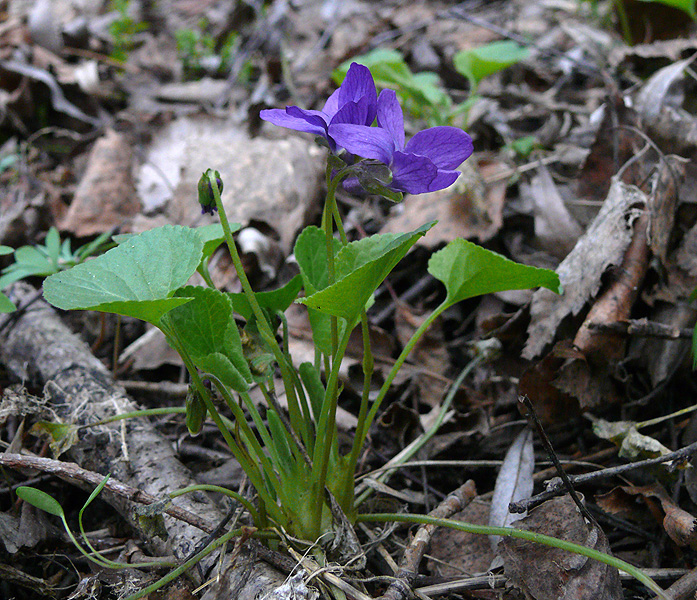 Image of Viola odorata specimen.